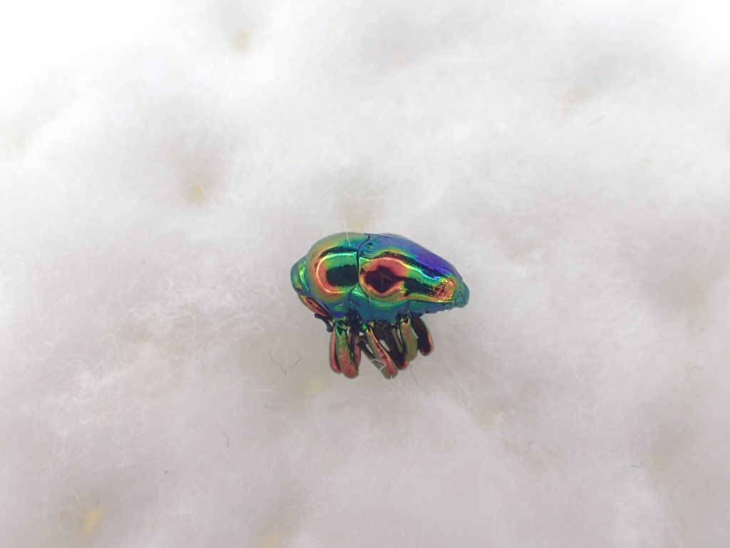 手足に白銀の美毛を持つポップ柄の大型クモゾウムシ 手足に白銀の美毛