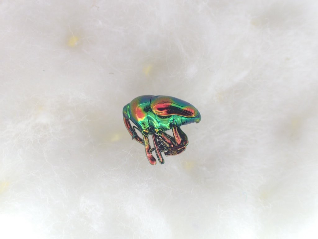 こちらは、今回のむし広場の目玉の1つでしょうか。超美麗ホウセキヒメ