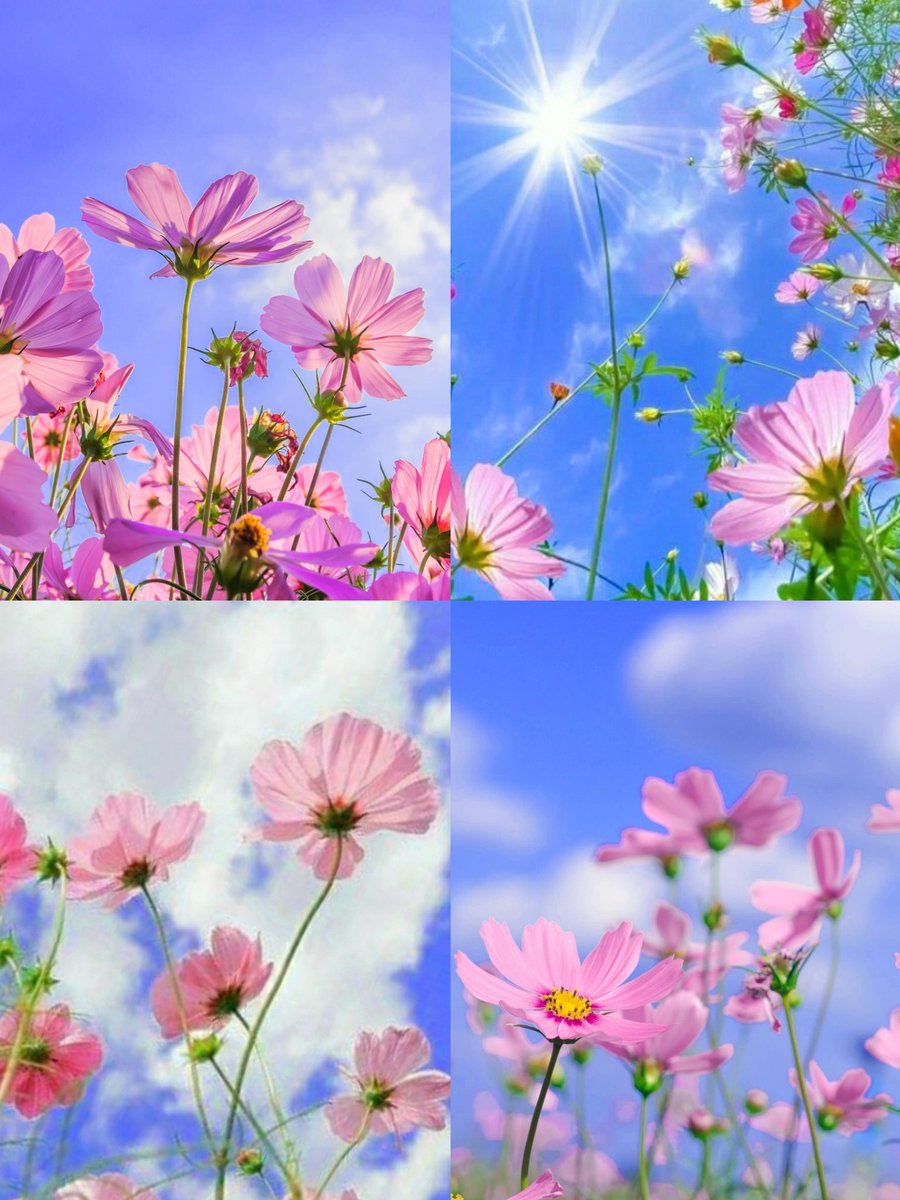 smile_u_u_sy's tweet image. 柔らかな色彩に秘めた優雅さ