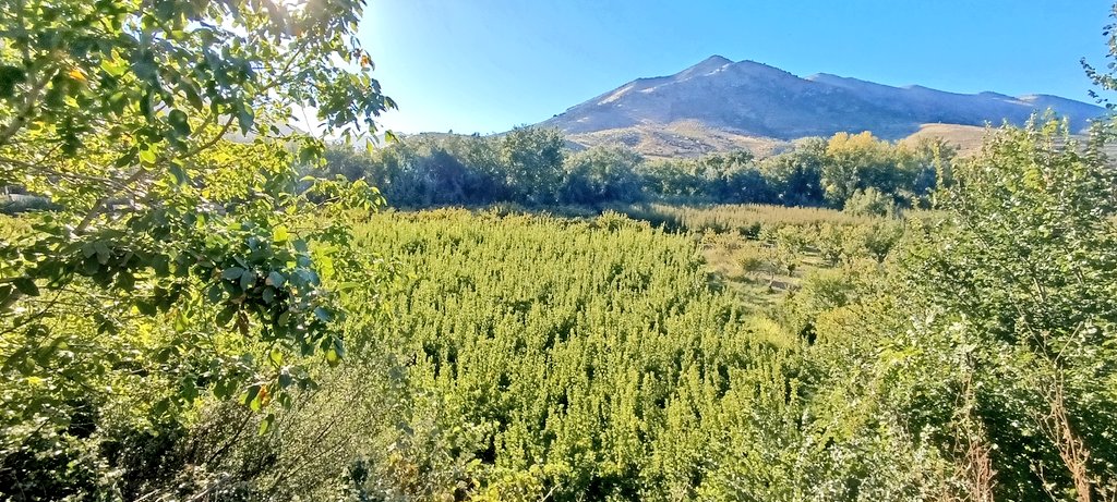 Me tuve que venir a zona rural y tuve que confirmarme solo con estos paisajes y entorno... #ironiaON 😇