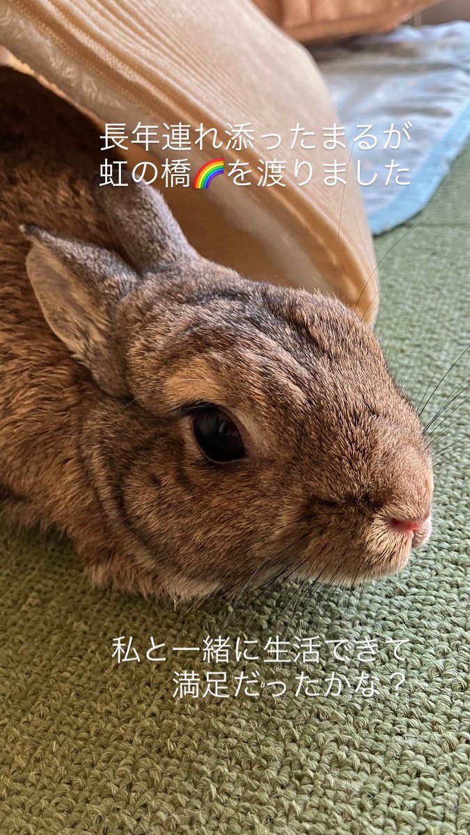 まるが虹の橋🌈を渡りました。

みんな、空から見守ってるよ！
まるより