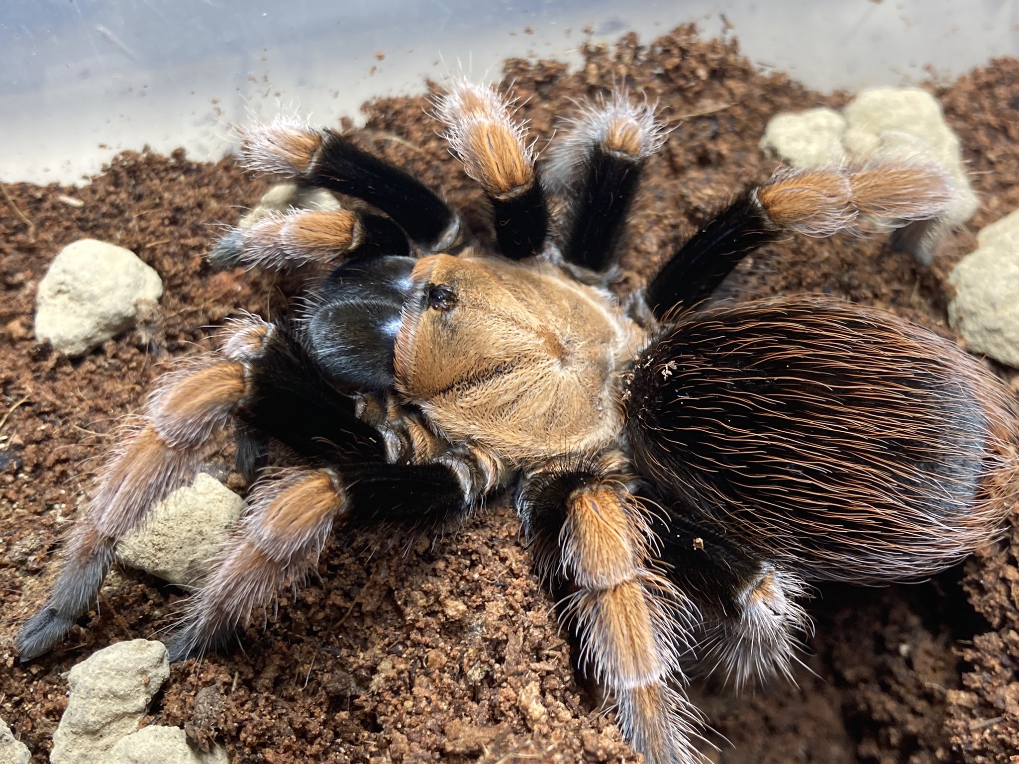 さっちゃん（感謝） さっちゃん🐛🦂🕷 (@BugsLife3939) / X