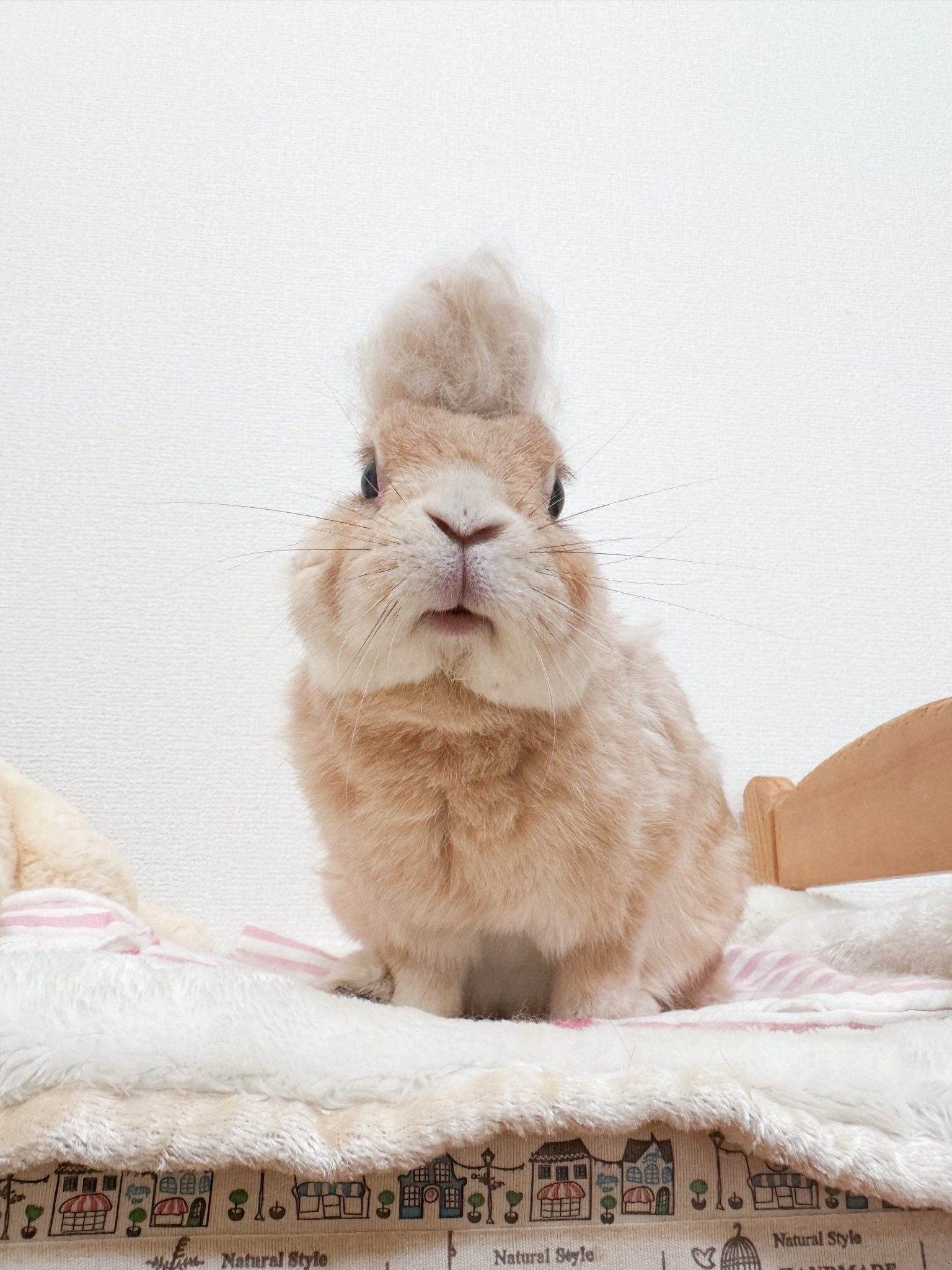 クリスマス☆うさぎタルト うさぎのタルトさんち🐰Tart&Chiffon (@tart_san) / X クリスマス