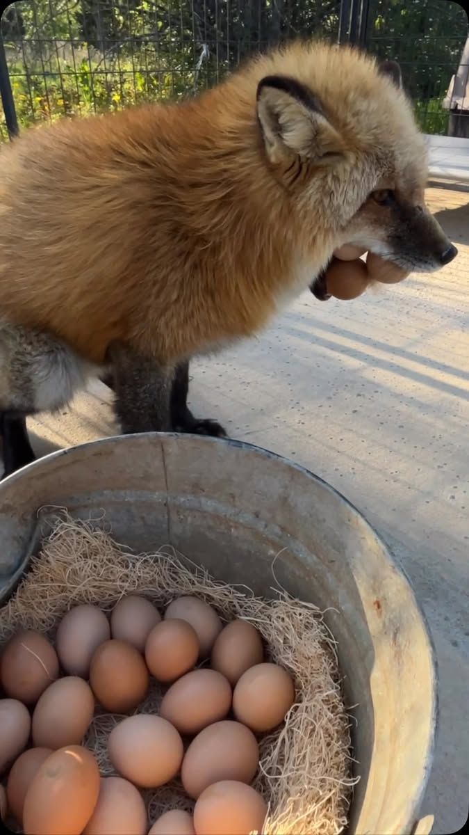 Caught red-pawed. Again 🥚🦊😂