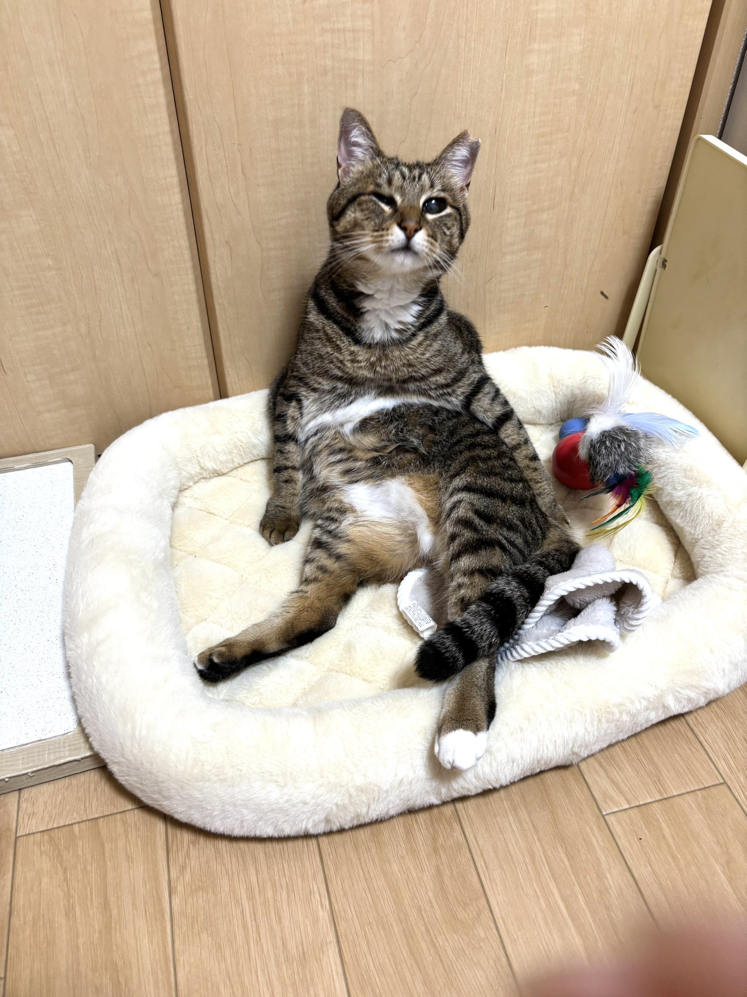 ねこめし圧縮庵様 あつし》@猫と暮らしています on X: 