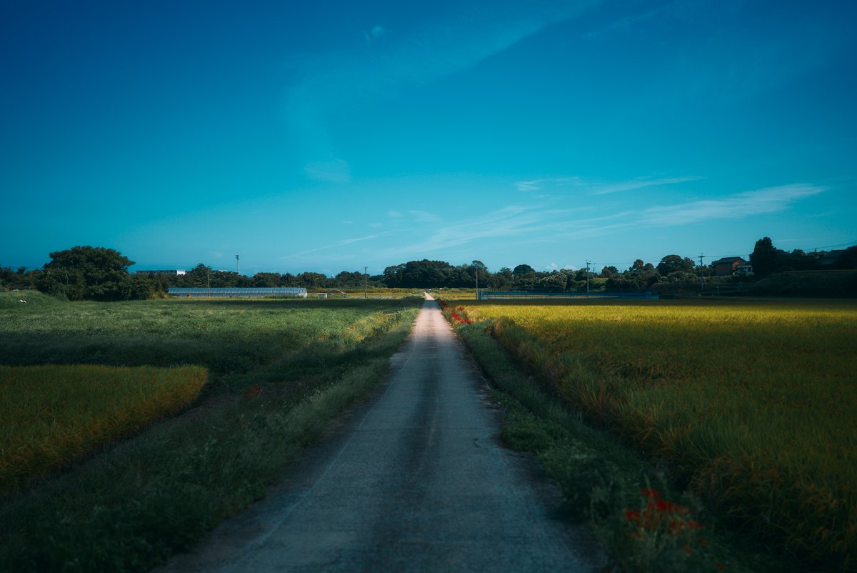 真道 健志 / Shindo Takeshi tweet media