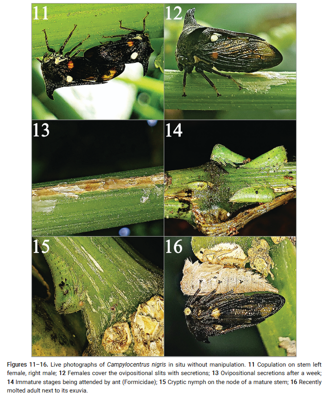ZooKeys_Journal's tweet photo. The last immature stage of the New World treehopper Campylocentrus nigris is described for the first time. Find out more here: https://t.co/V5pk9JTjYw
#animalbehaviour #insects #treehoppers https://t.co/sRI7Kbff7P