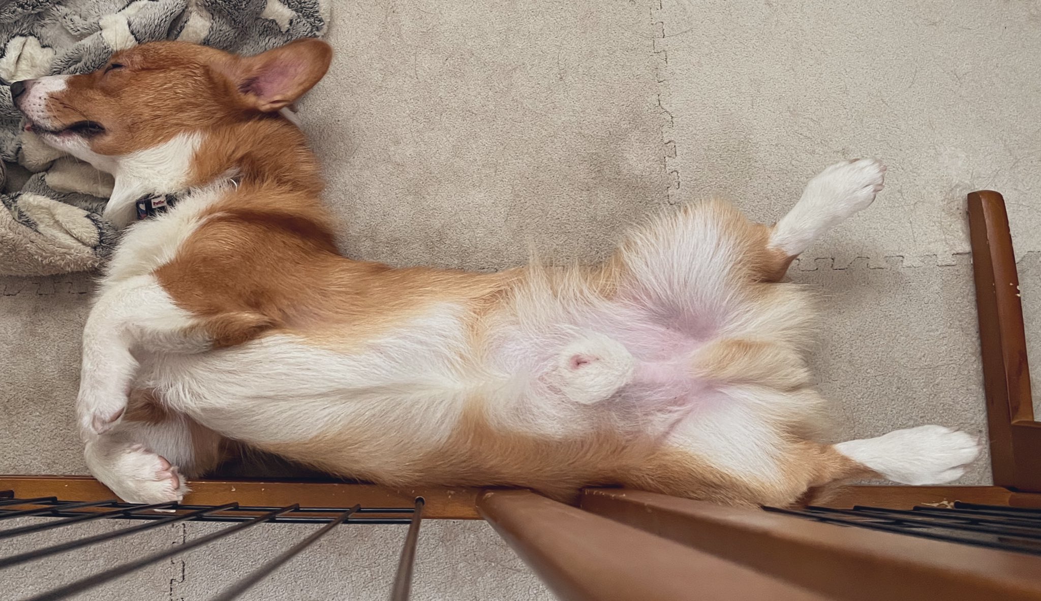 コーギー ワンちゃんのフィギアストラップ REAL DOG ウッドストラップ