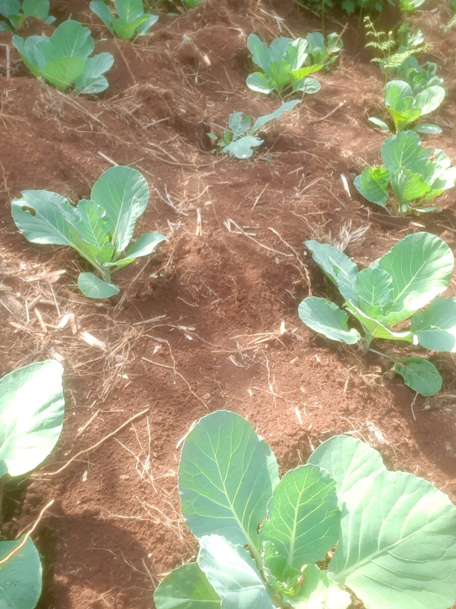 0Mainakeffa's tweet image. Following @amerix gives you the real meaning of freedom and being better,and am experiencing it💯