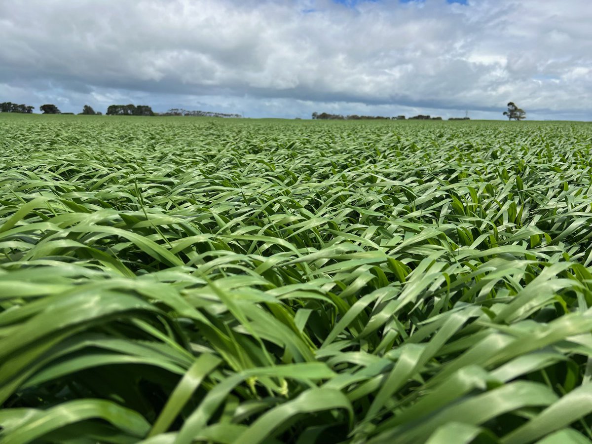 The <a href="/AGF_Seeds/">AGF Seeds</a> Newton winter barley seed crop looking a treat in SW Vic even in a challenging season. Have observed great grazing value to meet winter feed gaps plus very competitive grain yields in HRZ with this dual purpose variety <a href="/AuSeednet/">Seednet_au</a>