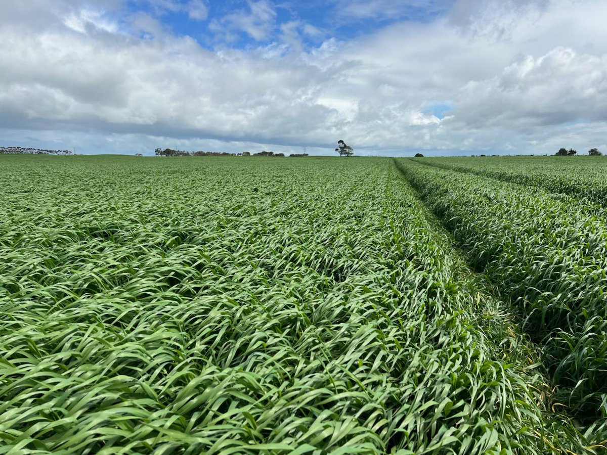 Brendan Torpy tweet media