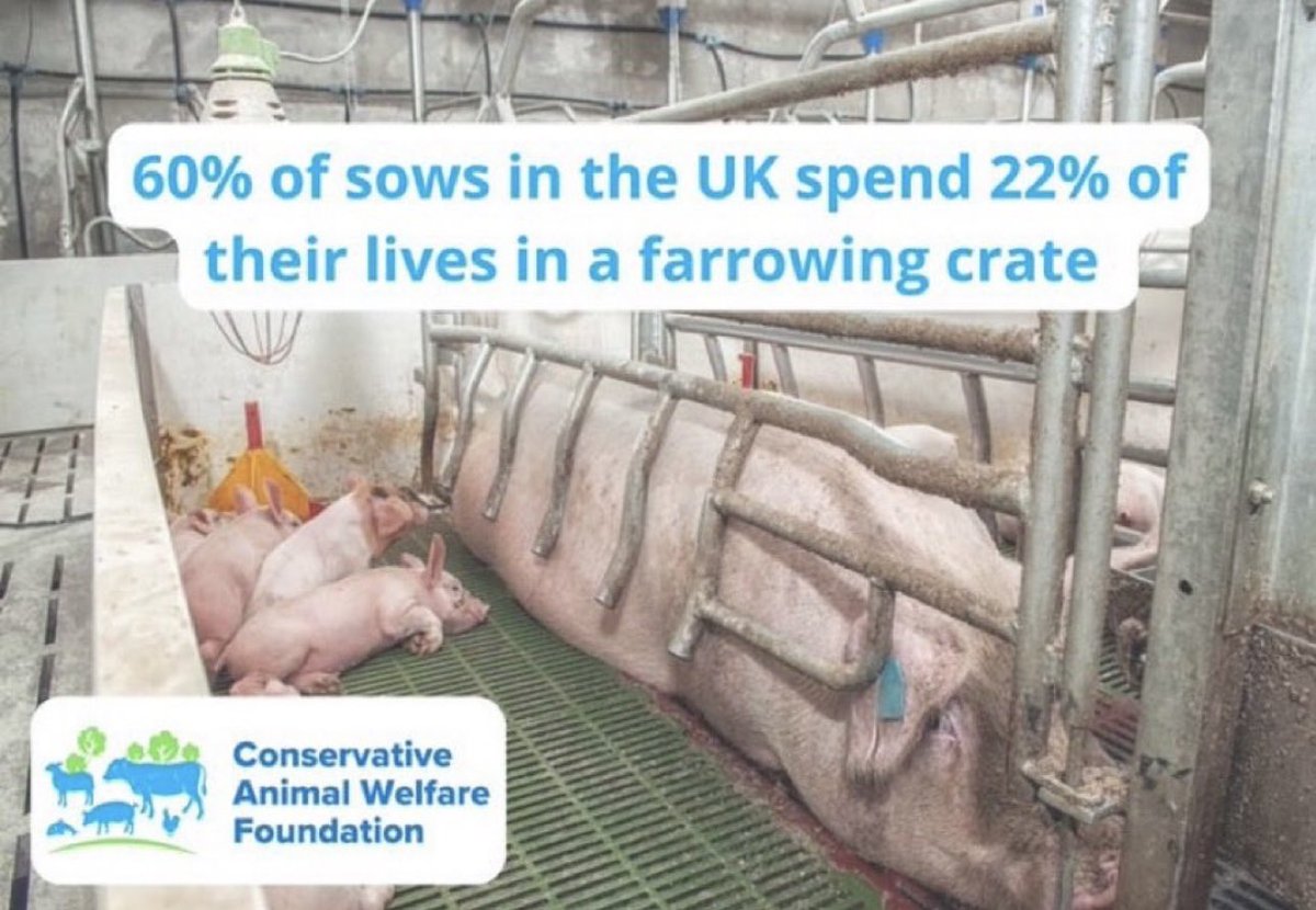 ConservativeAWF's tweet photo. 60% of sows in the UK spend 22% of their lives in a farrowing crate. This cruelty must end - support our #CrateEscape campaign to end the use of pig farrowing crates

https://t.co/orIAgMn3xc https://t.co/VIjYYoV49a