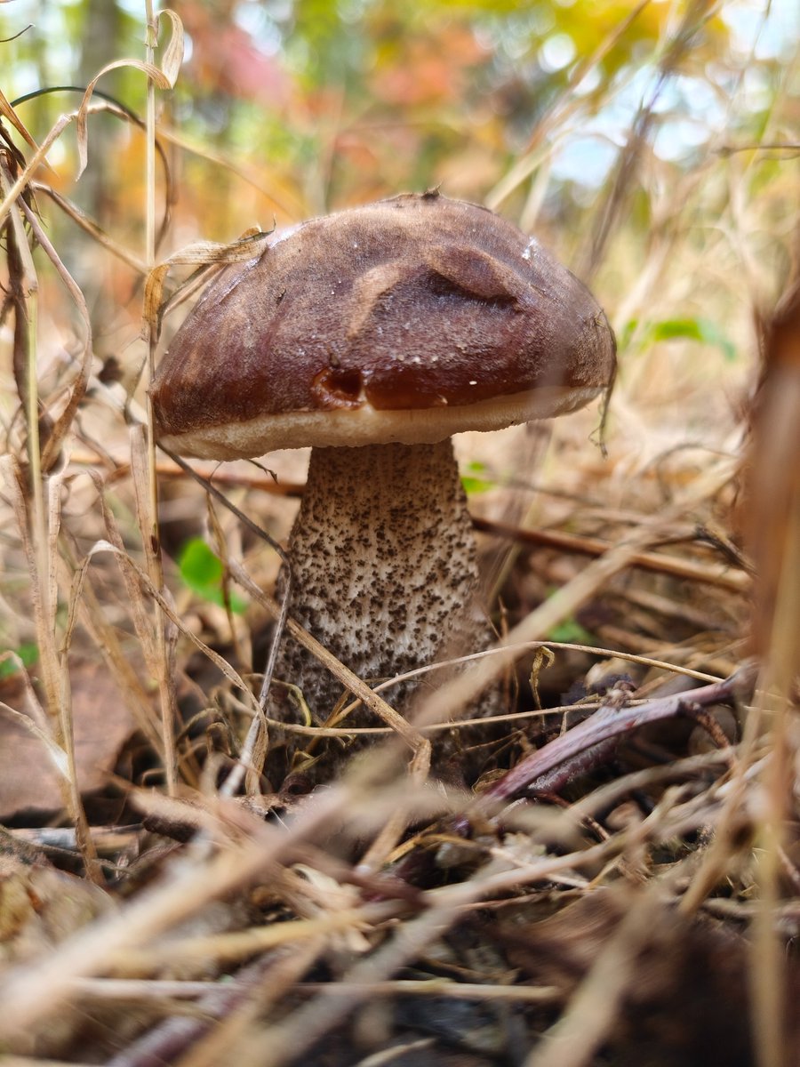 Adventures_Vin's tweet photo. mushroom  #mushroommagic #forestvibes #wildfungi #蘑菇艺术 #森林之美 #自然采摘 #मशरूमकला #जंगलखजाना #प्रकृतिप्रेम #setasdelbosque #naturaleza #recolectasalvaje #champignonforet #artchampignon #baladeforestière #فطر #جمال_الطبيعة #مملكة_الفطر #মাশরুমশিল্প #প্রকৃতির_ভালোবাসা #বন_ধন #cogumelomágico #florestanatural #artefungi #چنٹیریل #جنگل_کا_خزانہ #قدرتی_خوبصورتی #wildmushroom #fungilove #foresttreasure