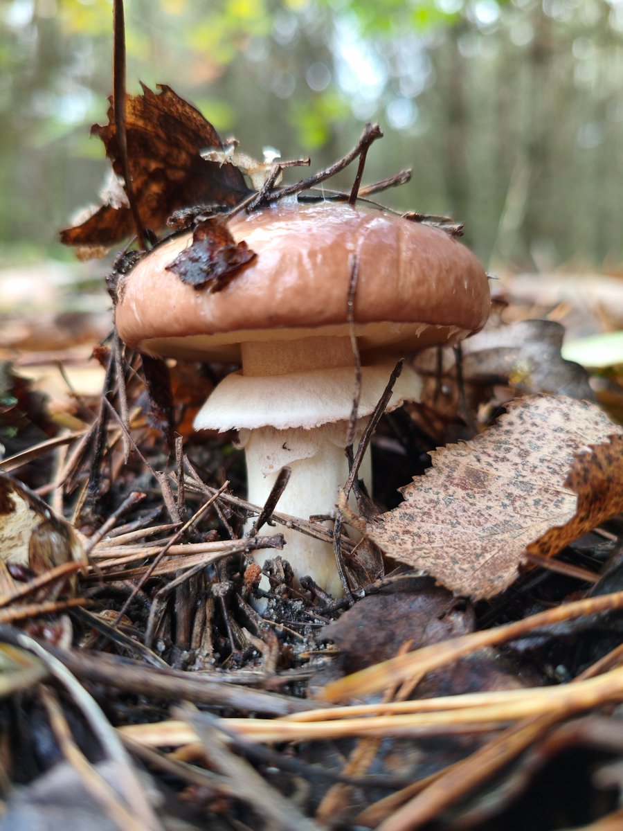 Adventures_Vin's tweet photo. mushroom  #mushroommagic #forestvibes #wildfungi #蘑菇艺术 #森林之美 #自然采摘 #मशरूमकला #जंगलखजाना #प्रकृतिप्रेम #setasdelbosque #naturaleza #recolectasalvaje #champignonforet #artchampignon #baladeforestière #فطر #جمال_الطبيعة #مملكة_الفطر #মাশরুমশিল্প #প্রকৃতির_ভালোবাসা #বন_ধন #cogumelomágico #florestanatural #artefungi #چنٹیریل #جنگل_کا_خزانہ #قدرتی_خوبصورتی #wildmushroom #fungilove #foresttreasure
