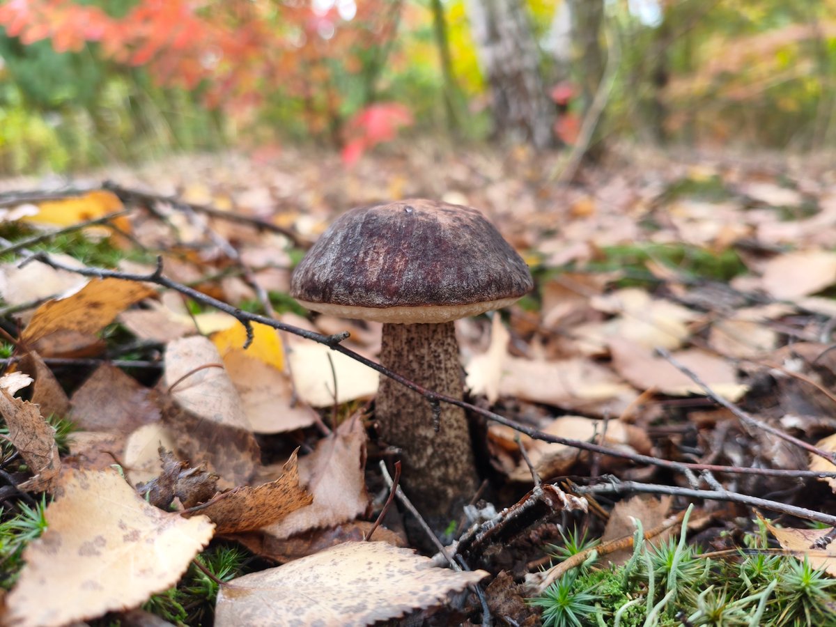 Adventures_Vin's tweet photo. mushroom  #mushroommagic #forestvibes #wildfungi #蘑菇艺术 #森林之美 #自然采摘 #मशरूमकला #जंगलखजाना #प्रकृतिप्रेम #setasdelbosque #naturaleza #recolectasalvaje #champignonforet #artchampignon #baladeforestière #فطر #جمال_الطبيعة #مملكة_الفطر #মাশরুমশিল্প #প্রকৃতির_ভালোবাসা #বন_ধন #cogumelomágico #florestanatural #artefungi #چنٹیریل #جنگل_کا_خزانہ #قدرتی_خوبصورتی #wildmushroom #fungilove #foresttreasure