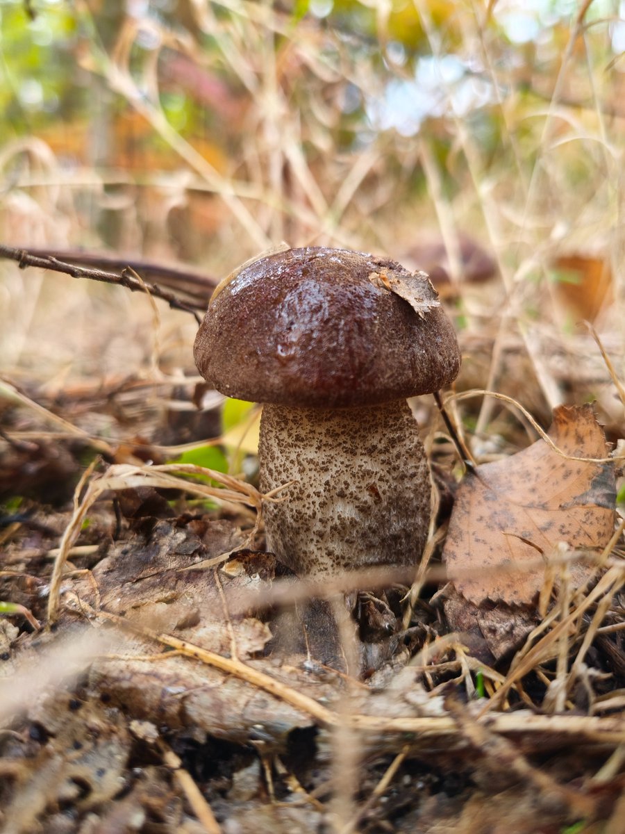Adventures_Vin's tweet photo. mushroom  #mushroommagic #forestvibes #wildfungi #蘑菇艺术 #森林之美 #自然采摘 #मशरूमकला #जंगलखजाना #प्रकृतिप्रेम #setasdelbosque #naturaleza #recolectasalvaje #champignonforet #artchampignon #baladeforestière #فطر #جمال_الطبيعة #مملكة_الفطر #মাশরুমশিল্প #প্রকৃতির_ভালোবাসা #বন_ধন #cogumelomágico #florestanatural #artefungi #چنٹیریل #جنگل_کا_خزانہ #قدرتی_خوبصورتی #wildmushroom #fungilove #foresttreasure