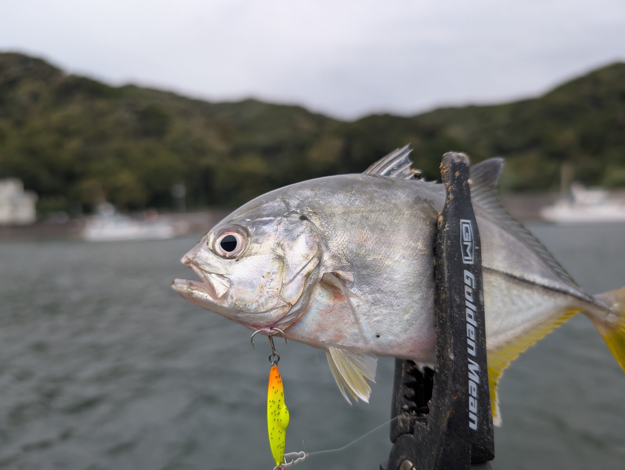 ☆週末セール中！ロッド　⑫ SHINJI FUJII®︎ (@vh_rodplanner) / X