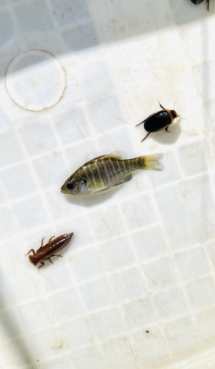 ［𝐃𝐲𝐭𝐢𝐬𝐜𝐢𝐝𝐚𝐞柿﨑］ tweet media