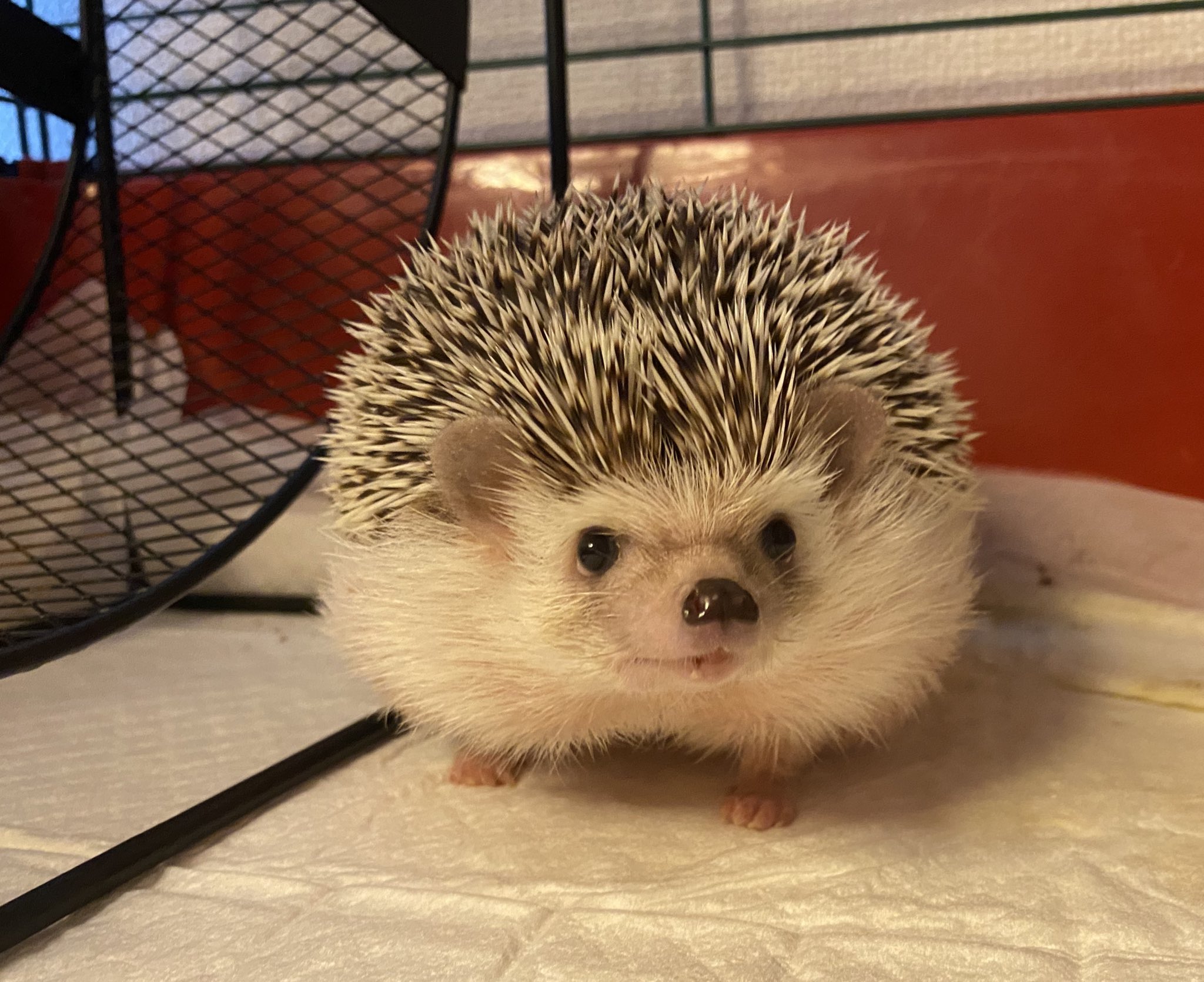 雛菊堂　タチムラシオリ様　ハリネズミちゃん かなりん＠ハリネズミ on X: 