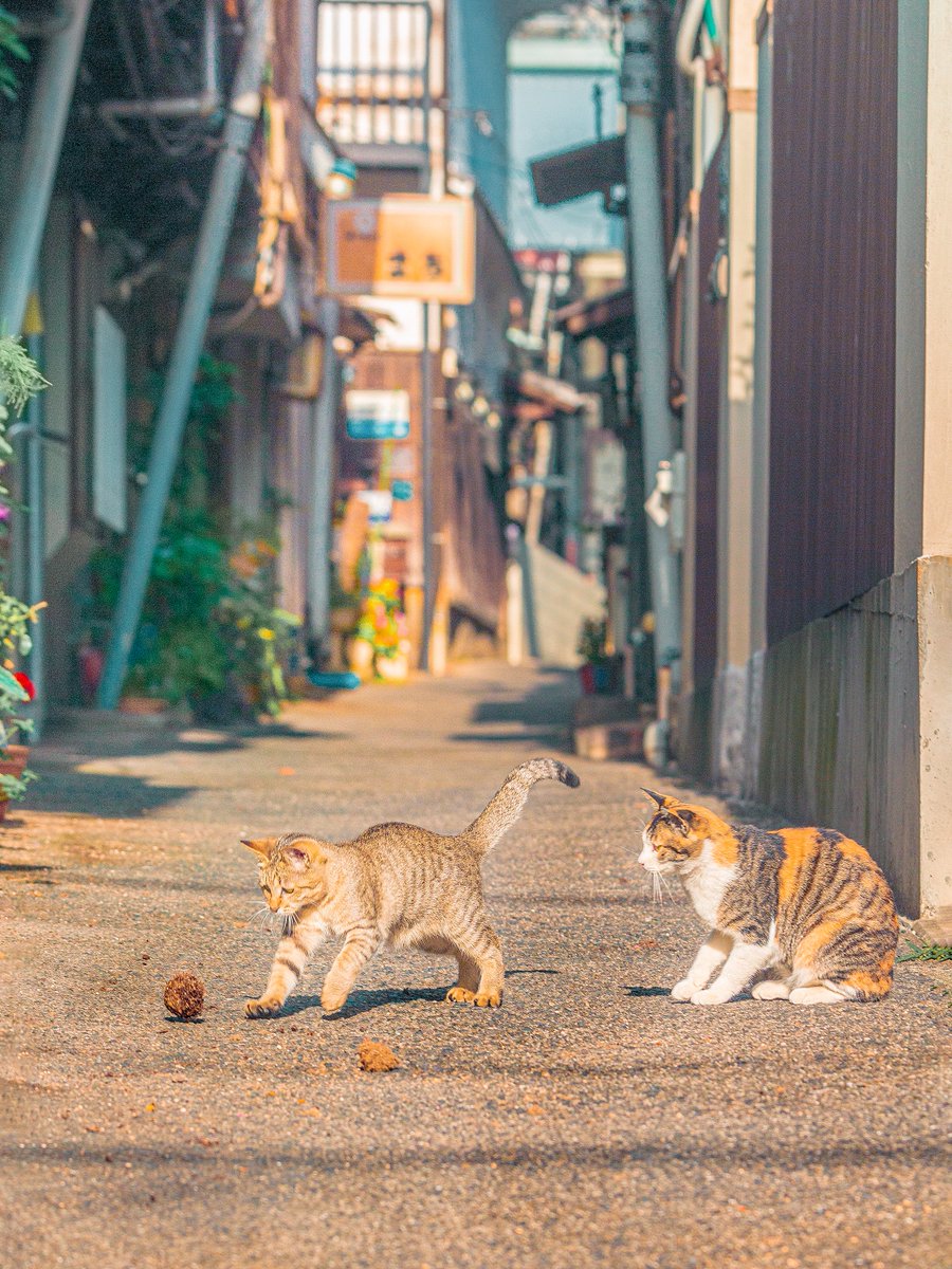 Ryoppi05670209's tweet photo. 路地育ちの愉快な仲間. https://t.co/MuDAIrBUn1