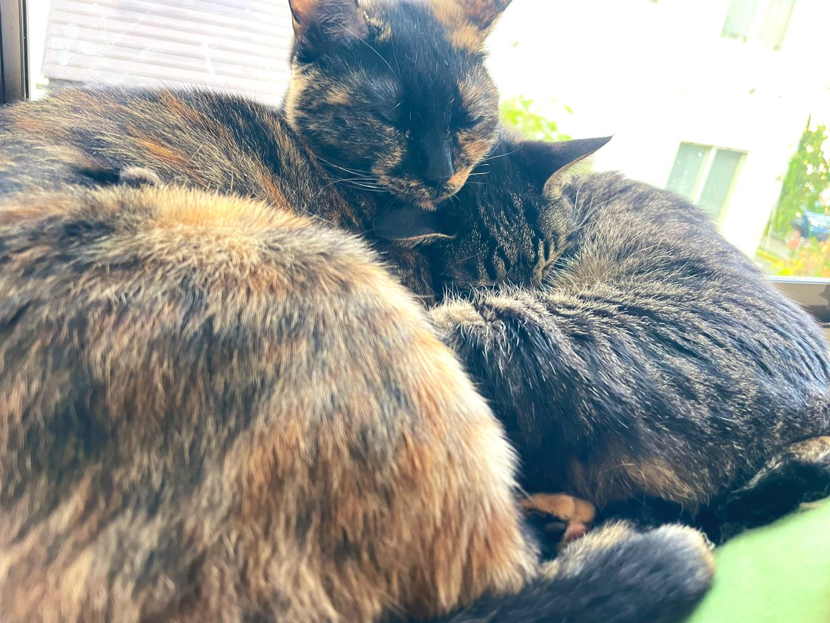 今シーズンの欧州サッカー、混戦ですね。どのチームも何かしら問題抱えてる(バイエルンだけ順調)
試される修正力。
逆に問題点が早く出たシティ
サブが充実のPSG、チェルシーあたりは上昇しそう。
アーセナルはチームメディカル次第(故障多すぎ)
リバプール、バルサは根が深い。

(写真関係ないです)