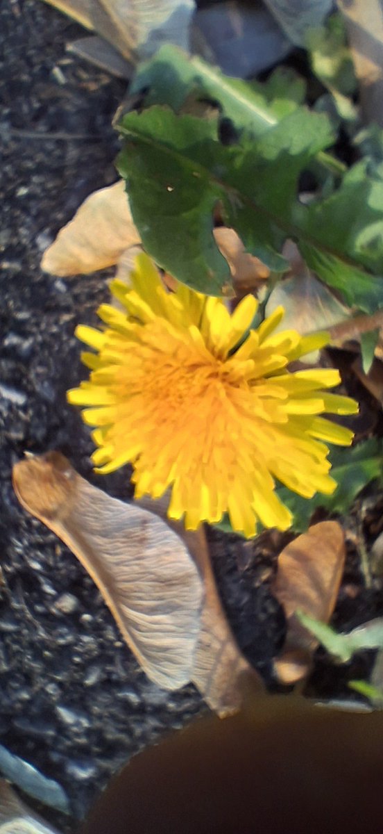 Woo hoo! Time for celebration methinks! Inviting you all to join in with us  and celebrate life to the full.
#SimplyJubilee 
So to kick off here is a dandelion #pavementplant for #wildflowerhour