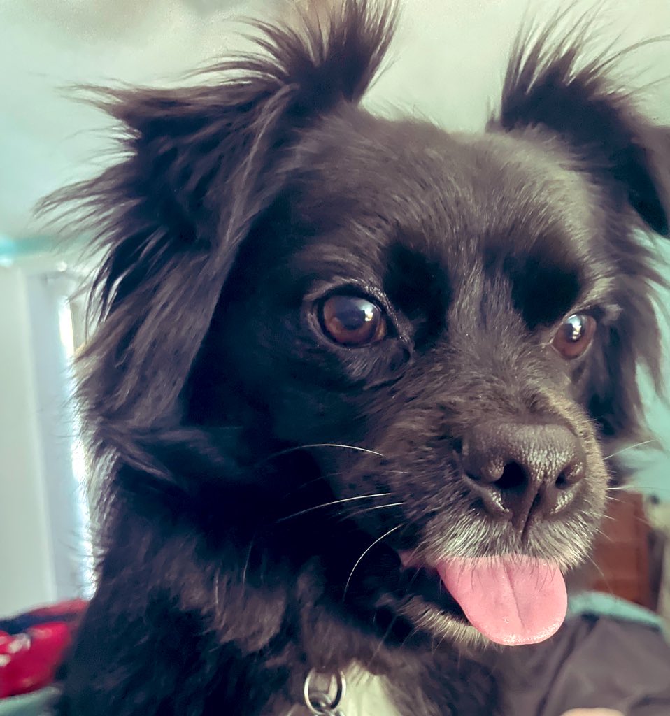 Happys #TongueOutTuesday eberbody! Bees silly an hab funs today! 🤗♥️🐾♥️