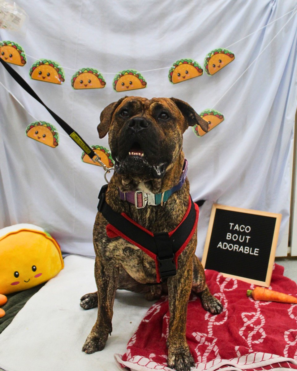 DT_MANCHESTER's tweet photo. Happy National Taco Day!🌮🤩

#DogsTrustManchester#DogsTrust#RescueDogs#AdoptDontShop https://t.co/jwufcC4lDO