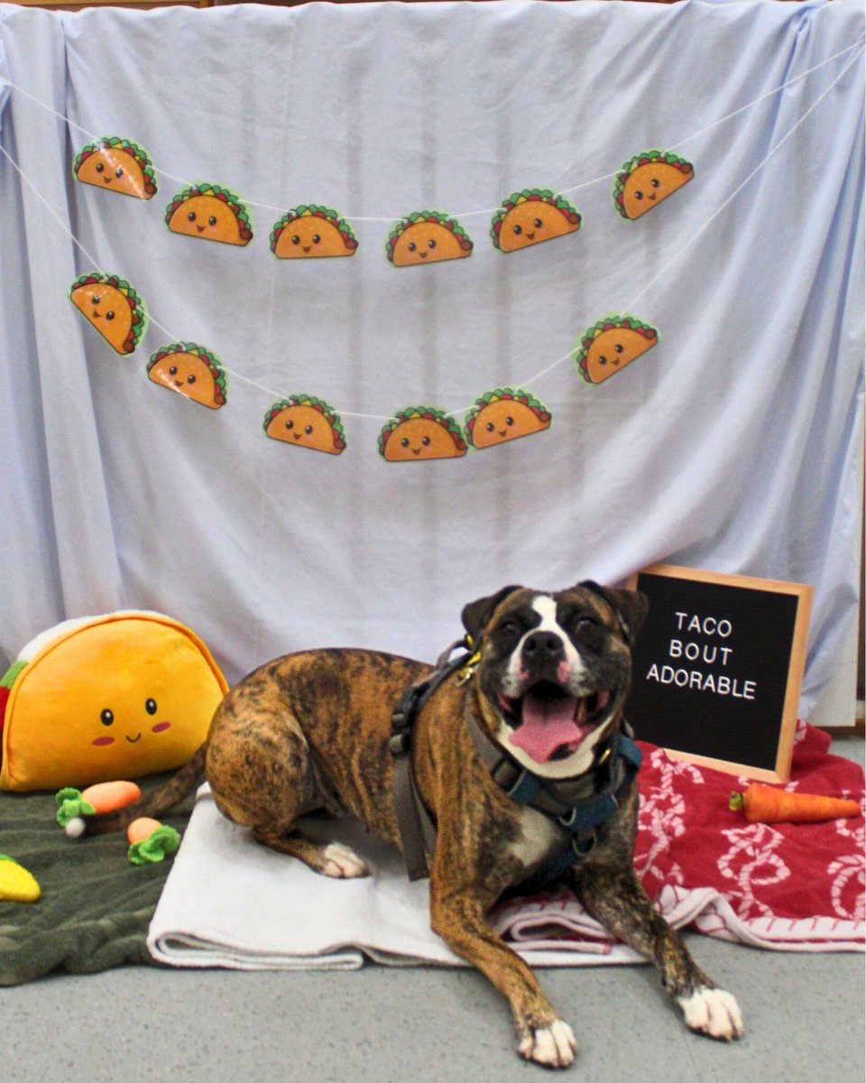 DT_MANCHESTER's tweet photo. Happy National Taco Day!🌮🤩

#DogsTrustManchester#DogsTrust#RescueDogs#AdoptDontShop https://t.co/jwufcC4lDO