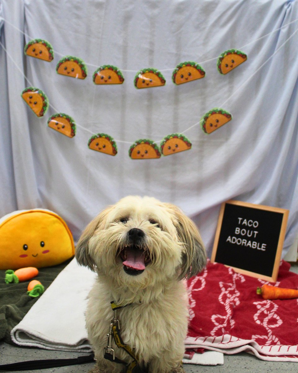 DT_MANCHESTER's tweet photo. Happy National Taco Day!🌮🤩

#DogsTrustManchester#DogsTrust#RescueDogs#AdoptDontShop https://t.co/jwufcC4lDO