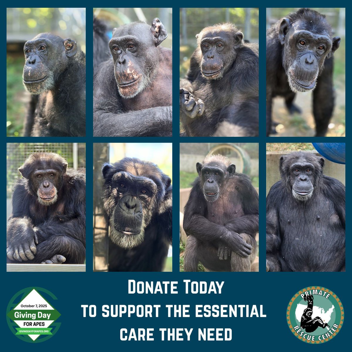 Giving Day for Apes is here! Our goal is to raise $25K — it is crucial we reach this goal to ensure that Zulu, Victoria, Donald, Martina, Ike, Rodney, Noelle and Jenny get the medical care they need. 
givingdayforapes.org/organization/P…