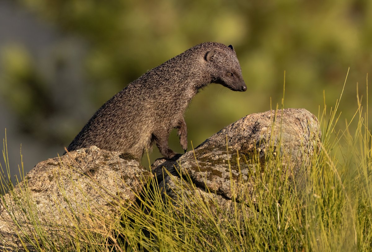 Egyptian Mongoose. Not sure how they ended up in Spain, but great to see these interesting creatures 😊
