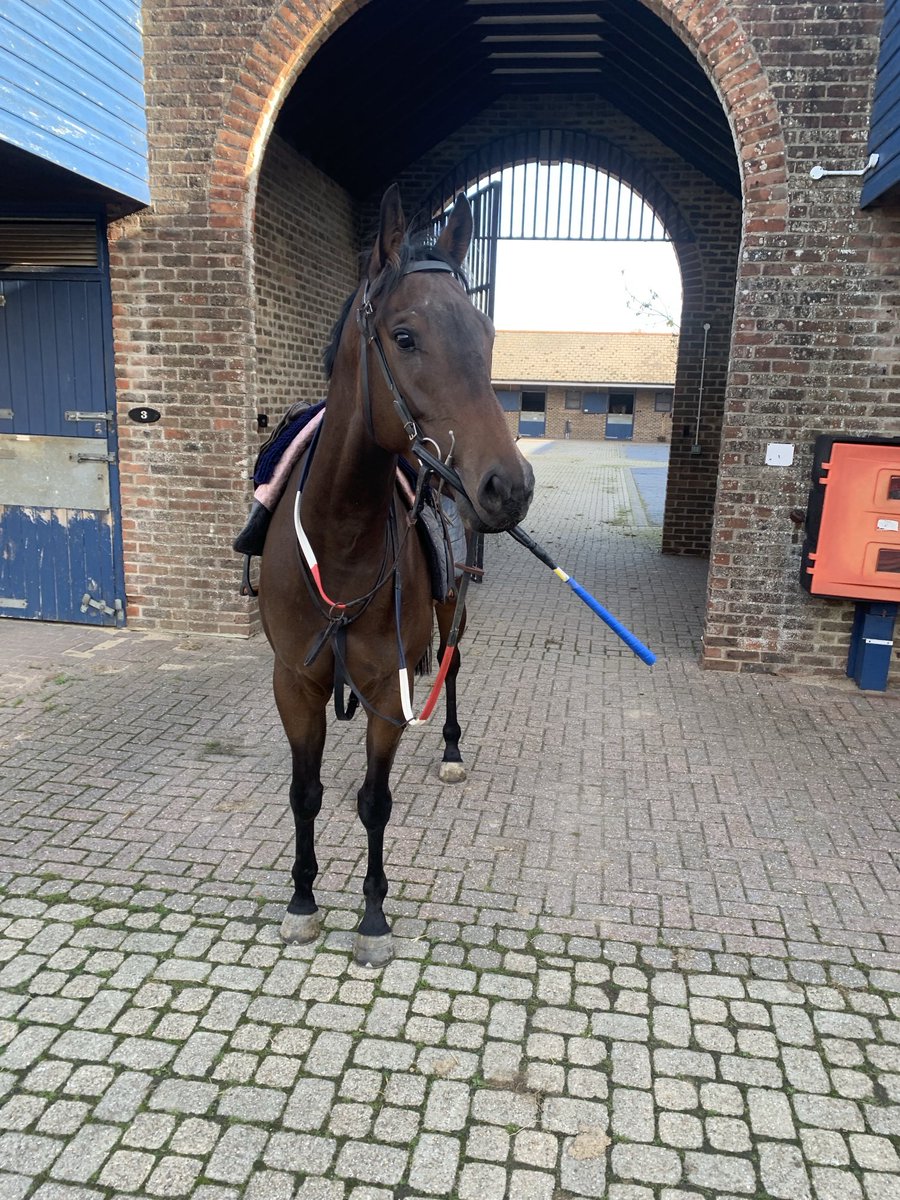 Our unraced home bred ‘PC’ by Mountain High taking matters into his own hands with regards to whether riders should be allowed to carry the whip at home!