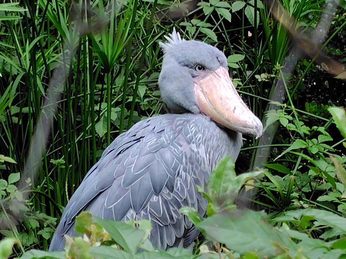 ハシビロコウ - Search / X