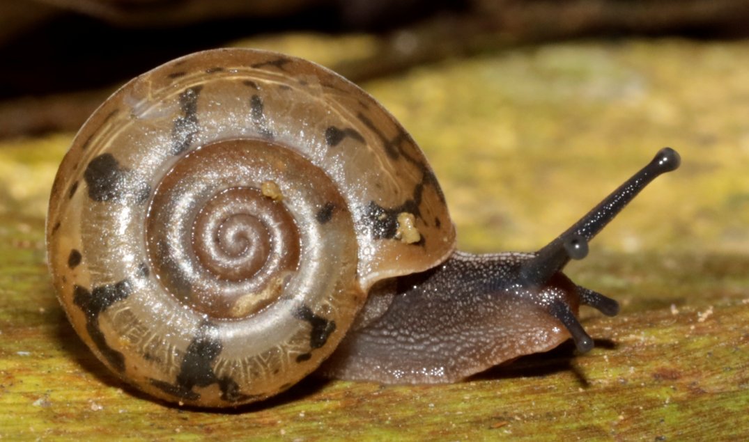 BioDataJournal's tweet image. A package of terrestrial mollusc collection data from Vietnam's Cuc Phuong National Park, linked to preserved material housed at the Museum für Naturkunde Berlin and the Institute of Ecology and Biological Resources, Ha Noi: doi.org/10.3897/BDJ.13…