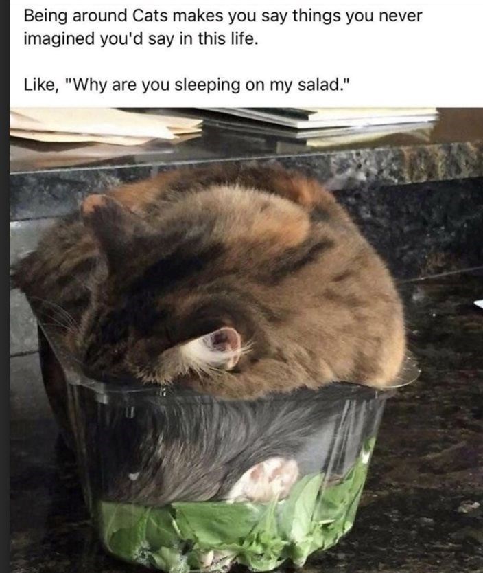 azlancat 🦁 tweet media