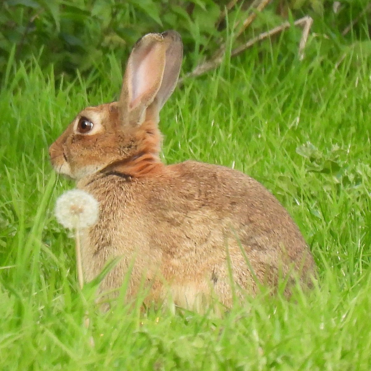 MBirdsPhotos's tweet image. Dandelion clock rabbit #rabbit #naturephotography