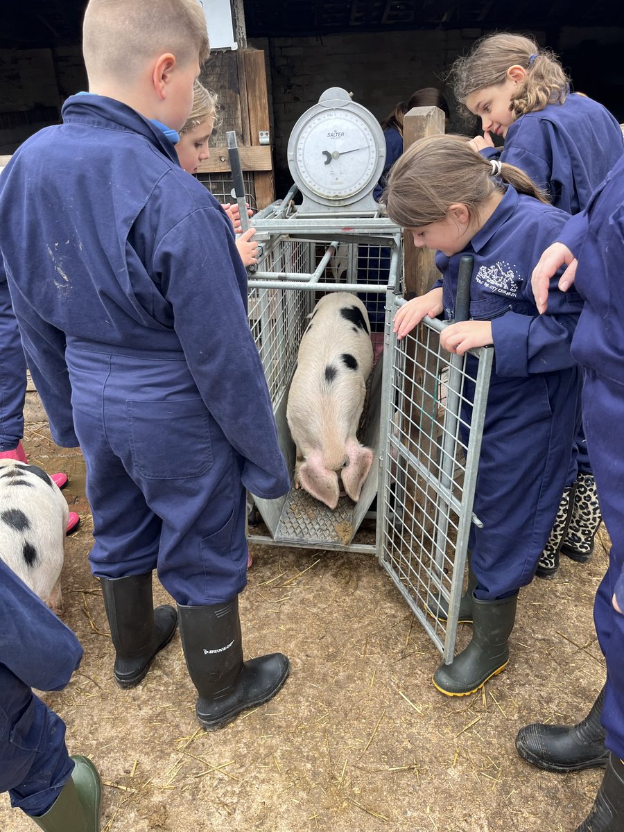 LEOforestschool's tweet image. This Morning task complete! ✅ We spent the morning @WestAshtead @ShawleyPrimary weighing the pigs. Did you know it takes a 70kg pig to make sausages and a 90kg pig for bacon? 🐷 Fascinating stuff! #FarmingLife #Pigs