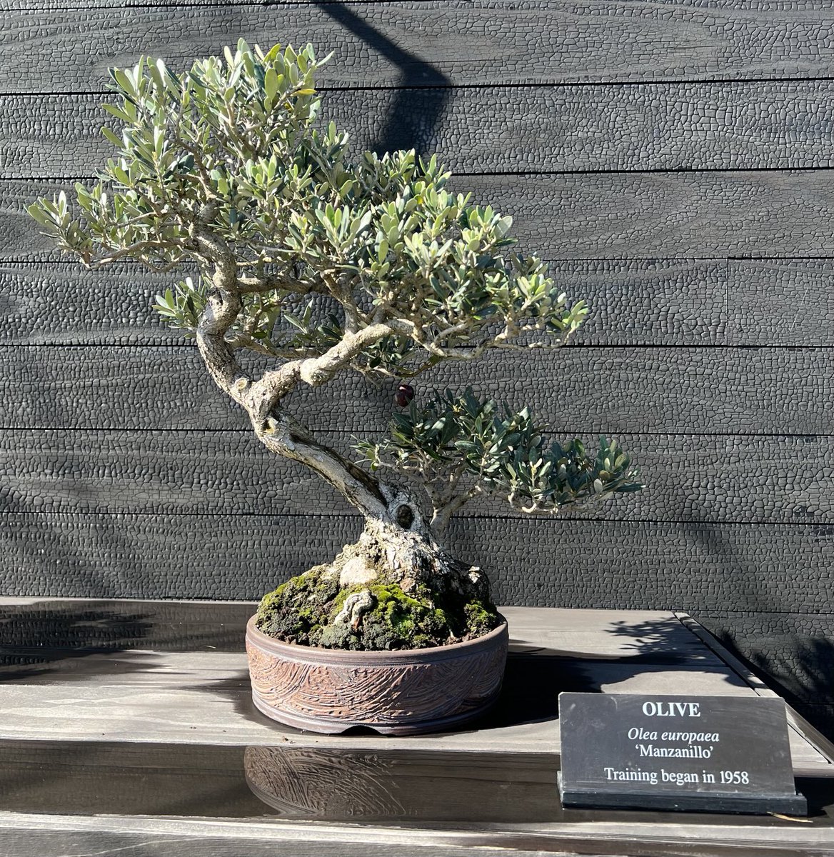I had the pleasure to tour the bonsai exhibit at Longwood Gardens. Wow!  Not only beautiful but magical - imagine the energy of this small olive bonsai to create that 1 olive.