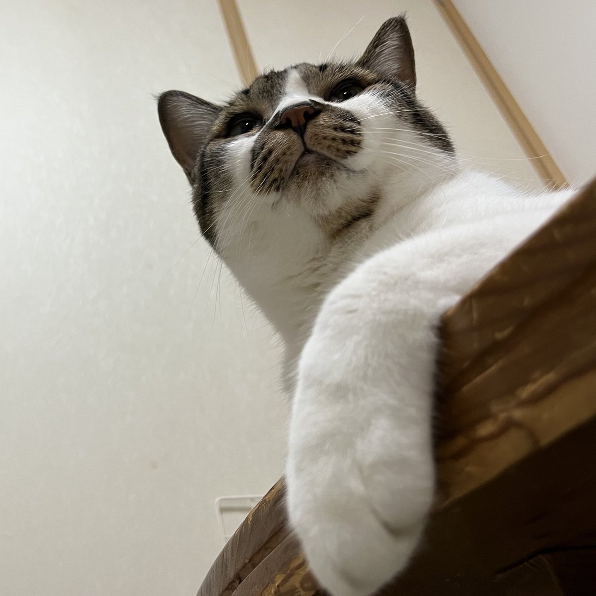 ふっ
#ねこ #猫の顔に猫