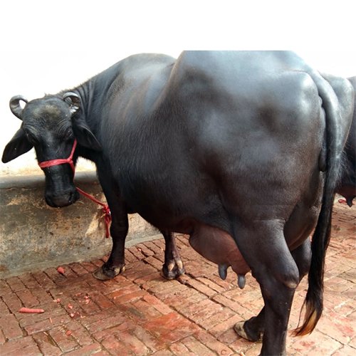 आप क्या खरीदना पसंद करोगे?

1- I phone 17
2- भेंस 

आईफोन से अच्छी फोटो और वीडियो बनाई जा सकती है 

भैंस का आप दूध पियोगे और दूध बेचोगे और सेहत बनाओगे