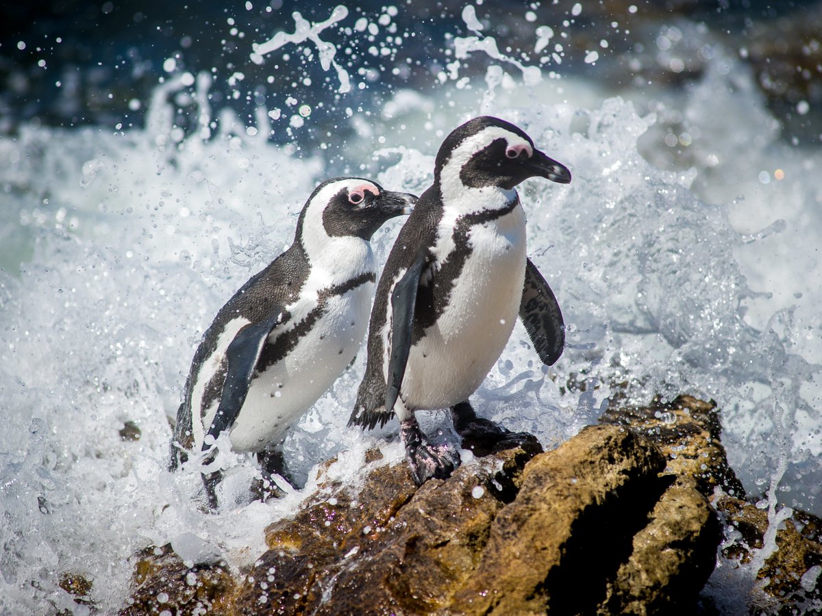AnimalPlanet's tweet image. Meet the cutest African penguin duo 🐧

#DidYouKnow African penguins have special pink glands above their eyes that help them stay cool. When temperatures rise, they send more blood to these glands!

📸: Edwin Remsberg

#Wildlife #Penguins #Besties #SouthAfrica
