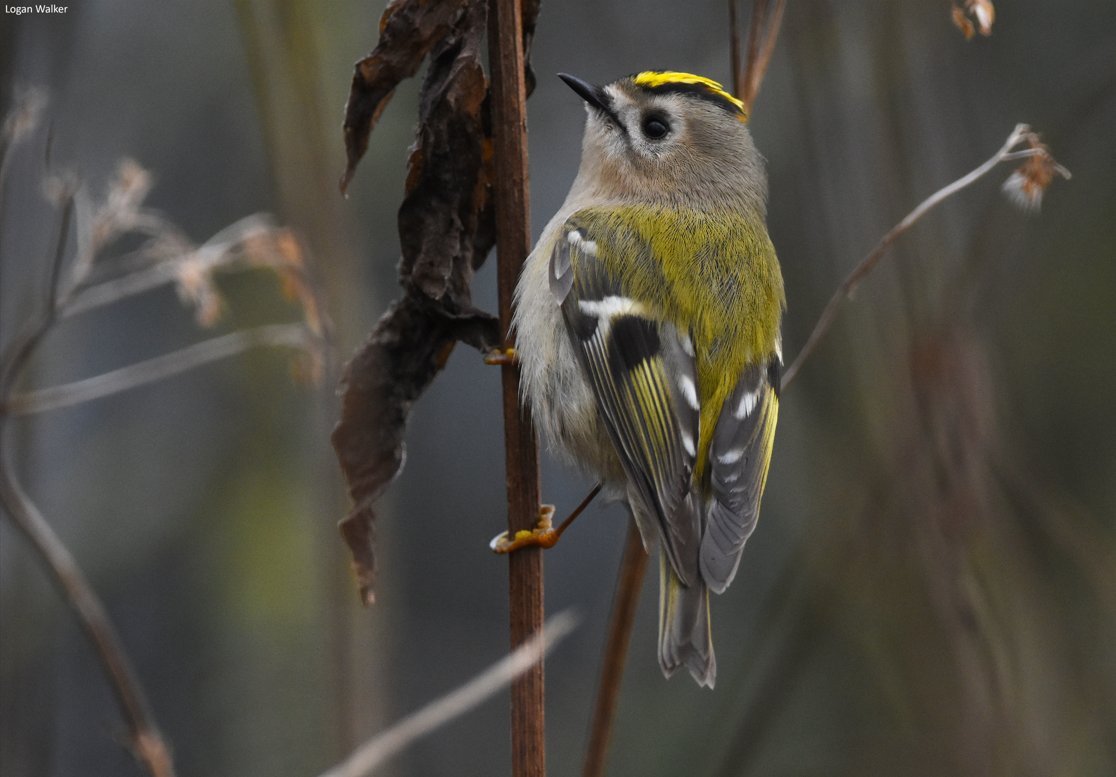 WildlifeTrusts's tweet image. Autumn brings a goldcrest influx to the UK. Our tiniest songbird arrives in large numbers on the east coast, filling dunes, gardens and woods 🪶✨🍂

Learn more about this species 👉 wildlifetrusts.org/wildlife-explo…