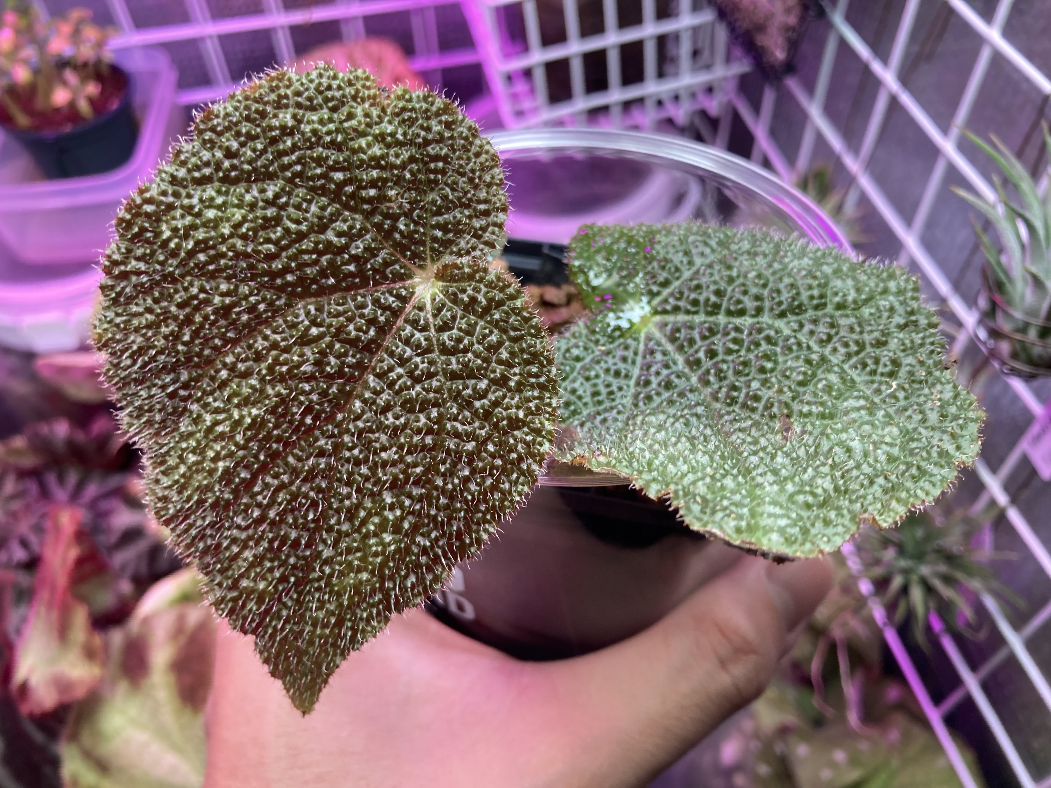 専用！Begonia sp.Nam Tra My,Quang Nam ベゴニア 専用！Begonia sp