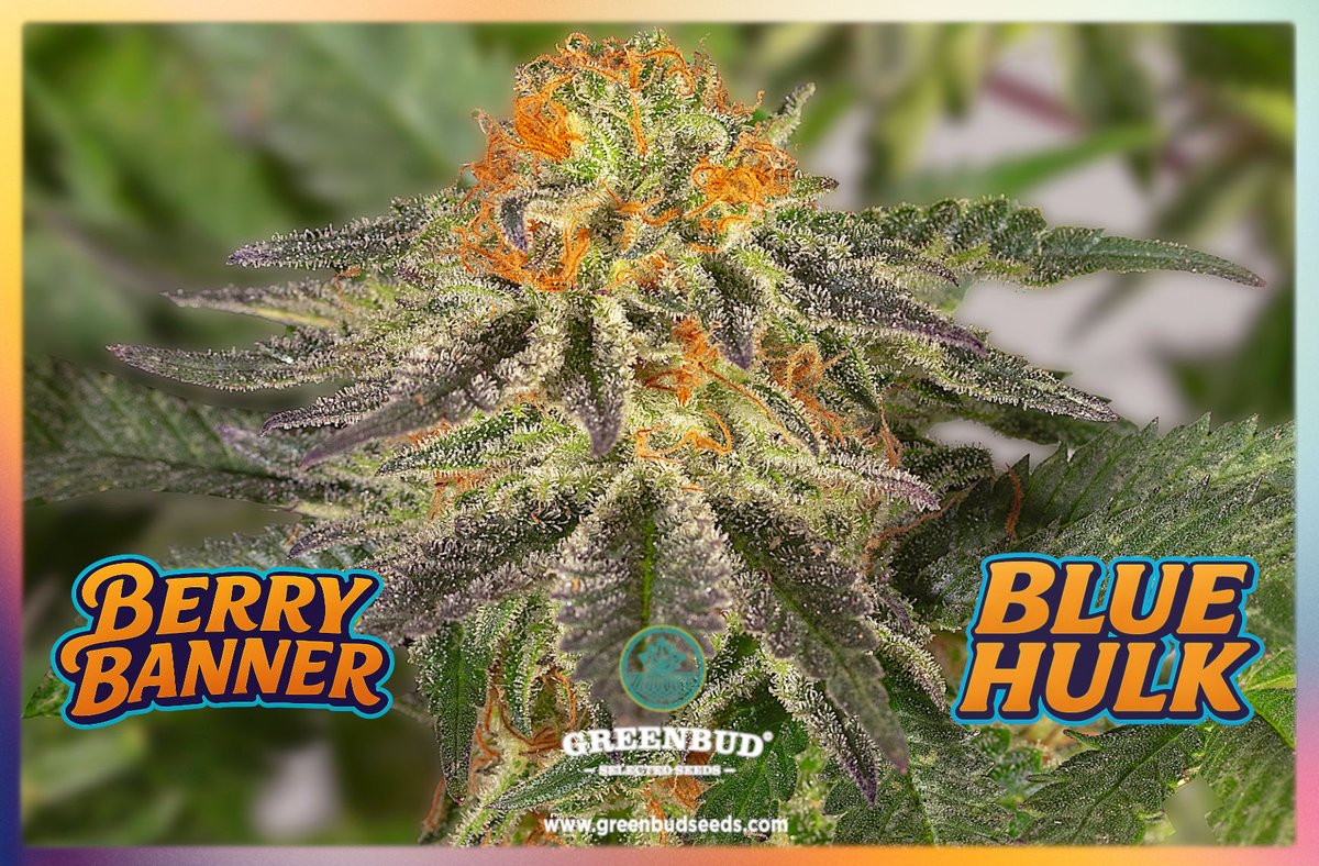 Greenbud Seeds tweet media