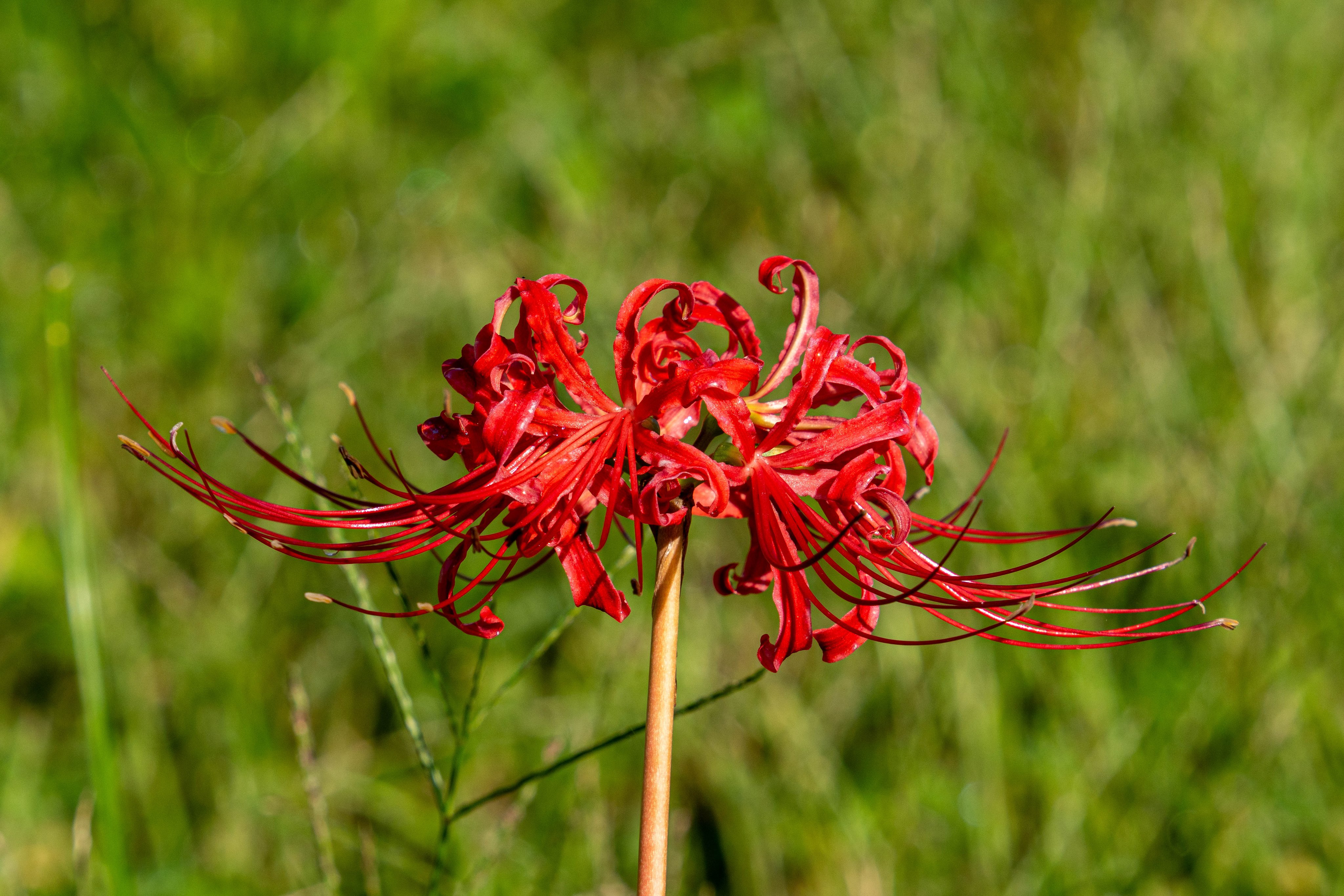 日本画 彼岸花 F119 彼岸花 花版画 Flower Woodcut ーCluster amaryllis ー