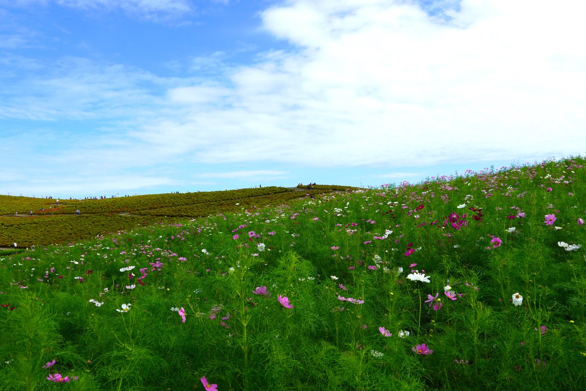国営ひたち海浜公園【公式】 on X