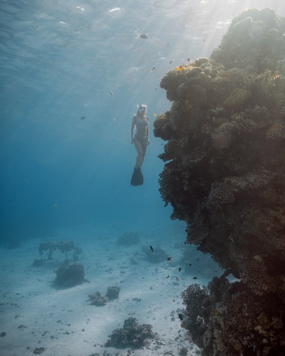 FSSharmElSheikh's tweet image. Dive deep into the Red Sea’s magical underwater world—or soak it all in from the resort—where breathtaking beauty surrounds you every step of the way.

📷 @chiarabarrasso

#Fourseasons #FSSharmElSheikh #SharmElSheikh