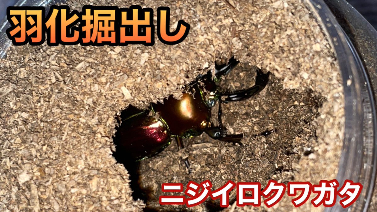 ba_cho's tweet photo. ニジイロクワガタの羽化掘出し動画を、YouTubeにアップしました。
https://t.co/ZET16c7WLH https://t.co/fVBRdgaD9x