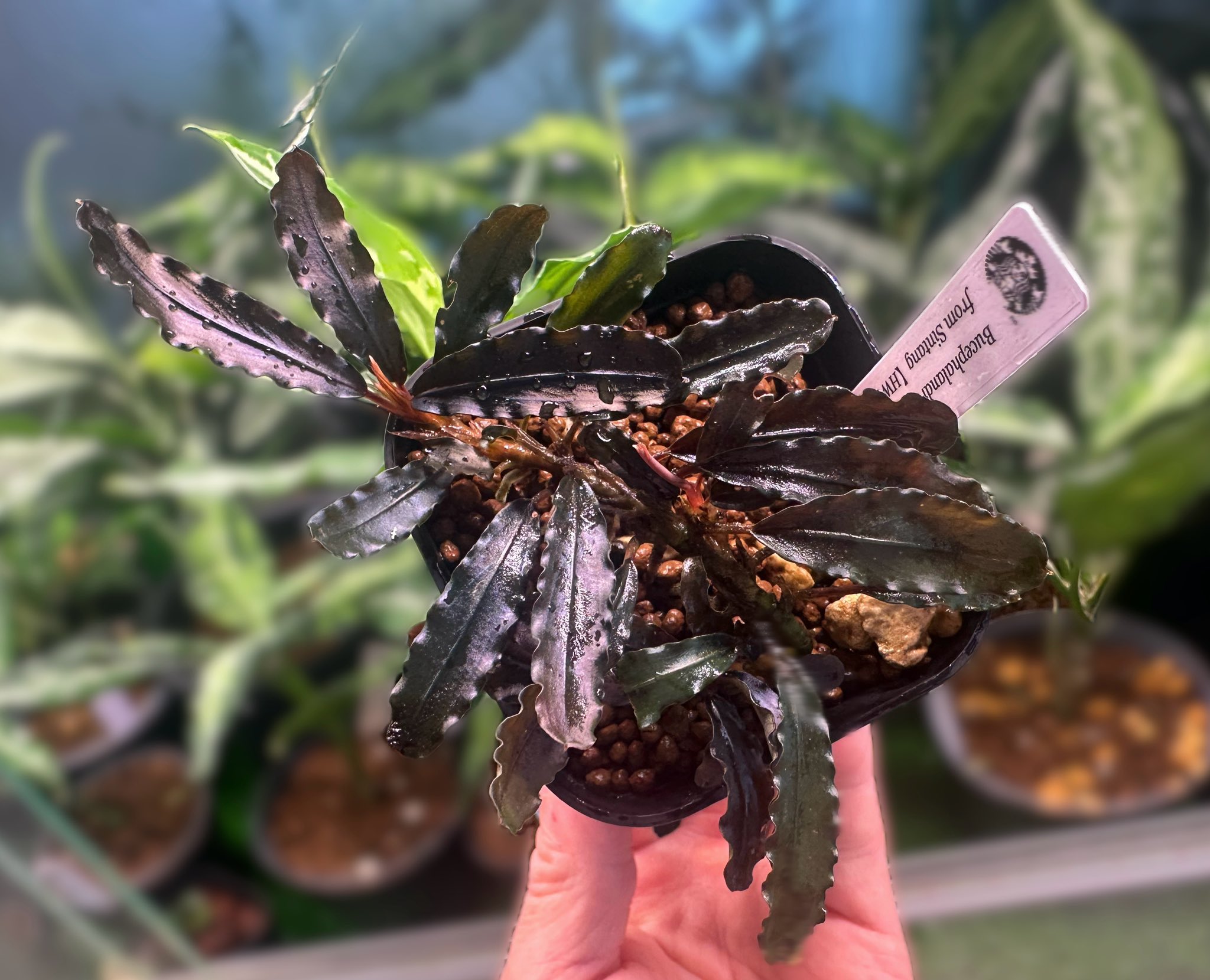 水草 Bucephalandra sp. Sintang-5 Diablo Bucephalandra sp. Sintang-5 Diablo Bucephalandra sp. Sintang